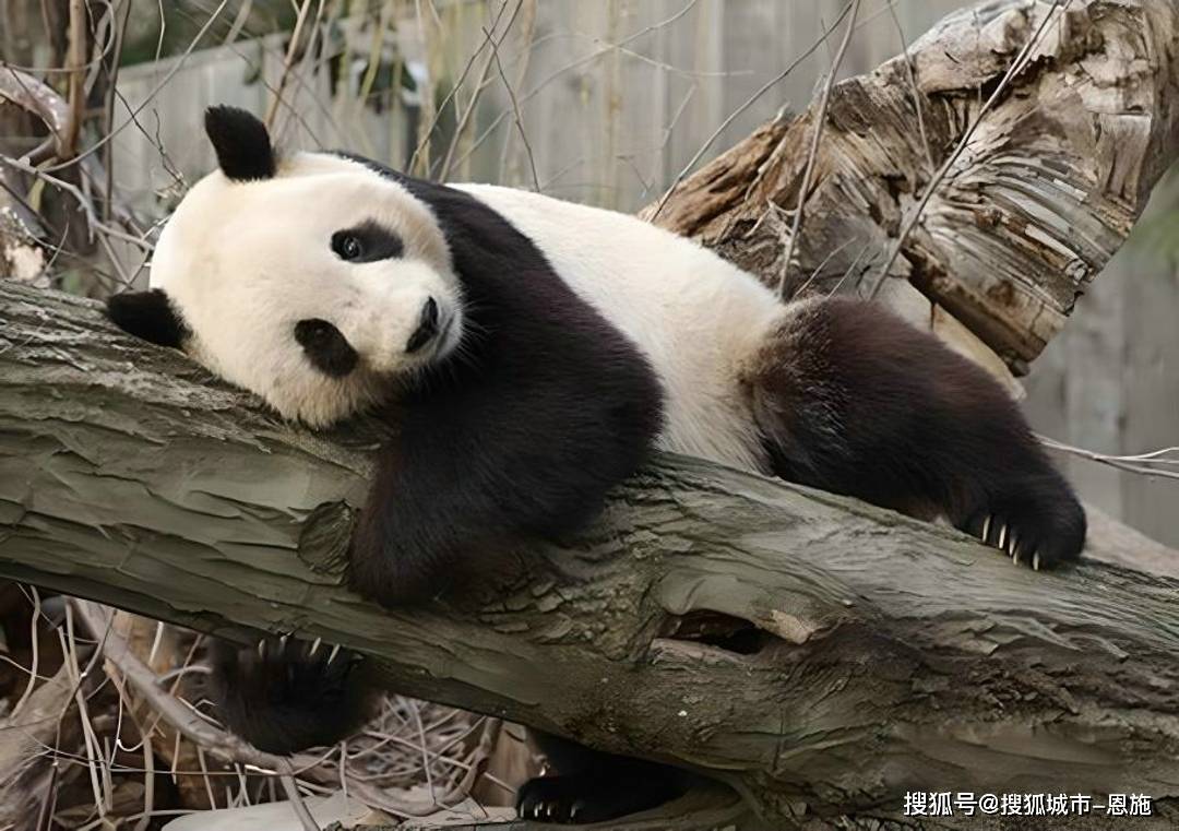 ac米兰体育官网-四川熊猫不敌对手,状态有所下滑的简单介绍